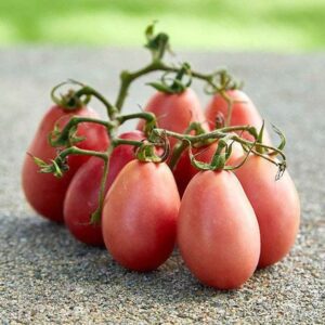 Tomate Thai Pink Egg