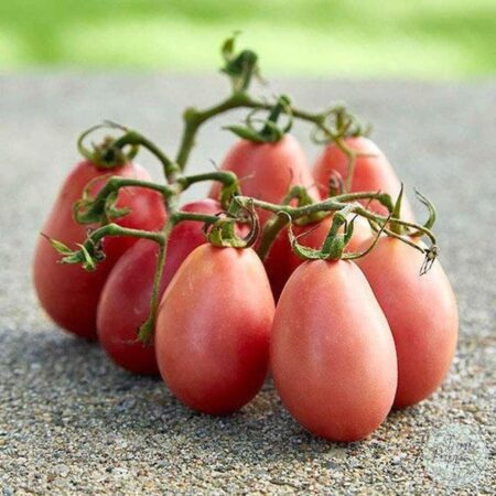 Tomate Thai Pink Egg