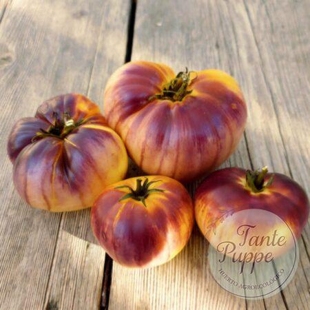 Tomate Purple Sunrise