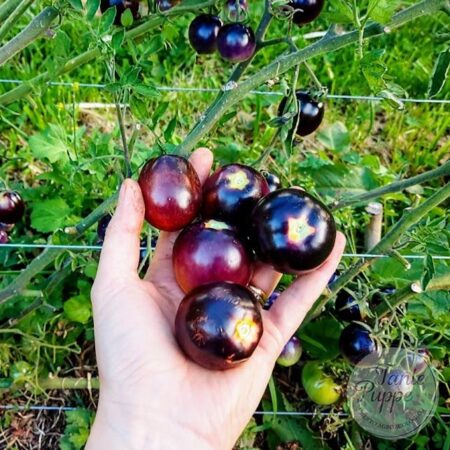 Tomate Bosque azul