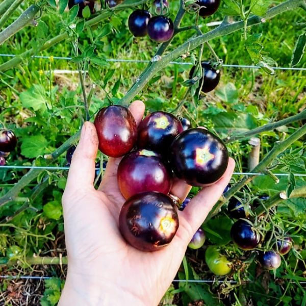 Tomate Bosque azul