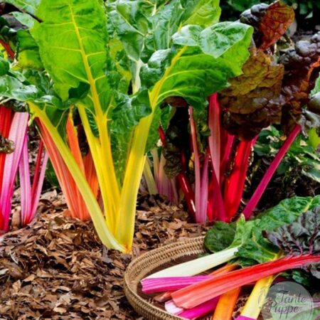 Semillas de Acelgas Mix de Colores