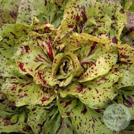 Semillas de Achicoria Variegada