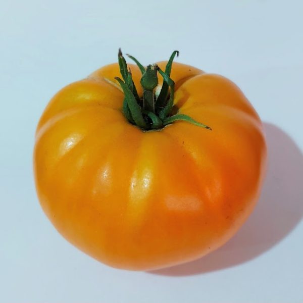 Tomate Amana Orange