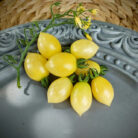 tomate barrys crazy