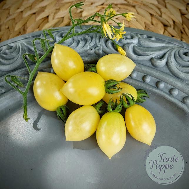 tomate barrys crazy tomate barrys crazy