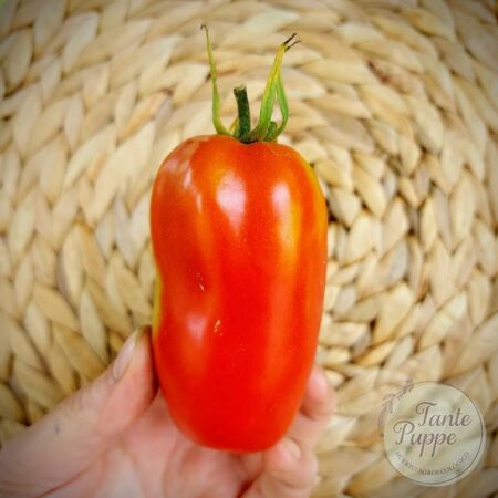 Tomate Bola buey