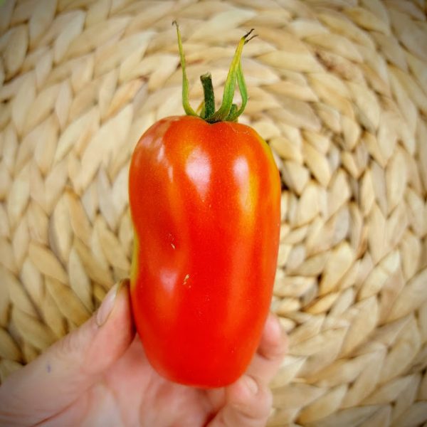 Tomate Bola buey