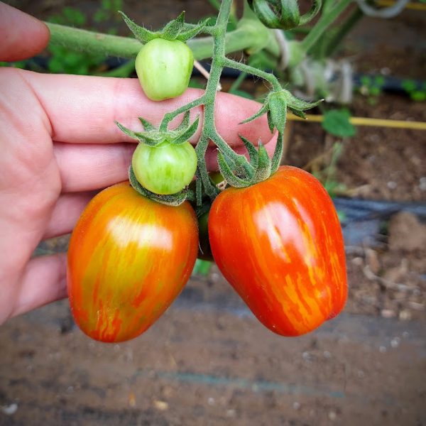 Tomate Cherry pimiento
