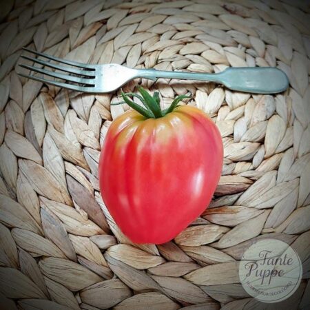 Tomate Corazón de Oso