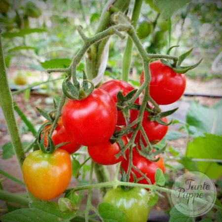 Tomate Frutilla