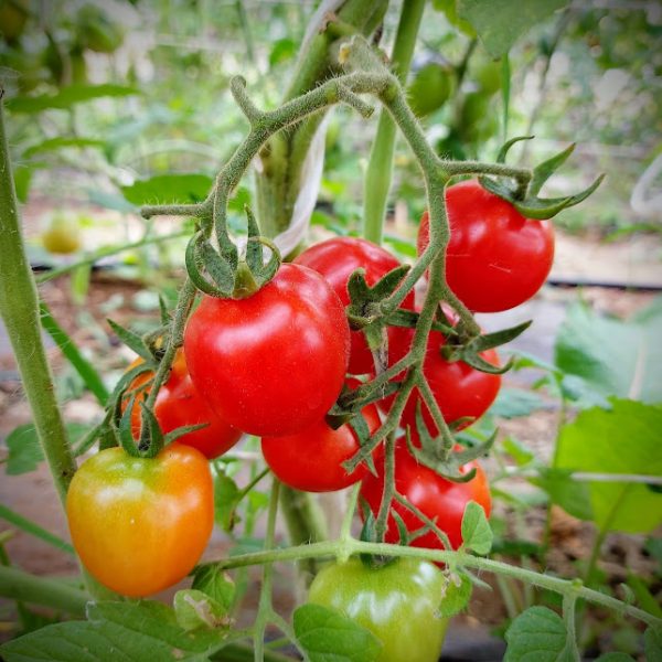 Tomate Frutilla
