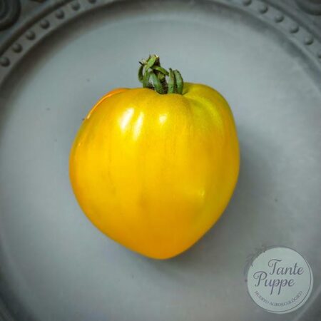 Tomate Golden King of Siberia