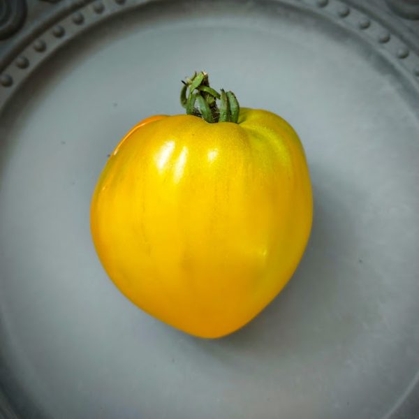 Tomate Golden King of Siberia - Imagen 2