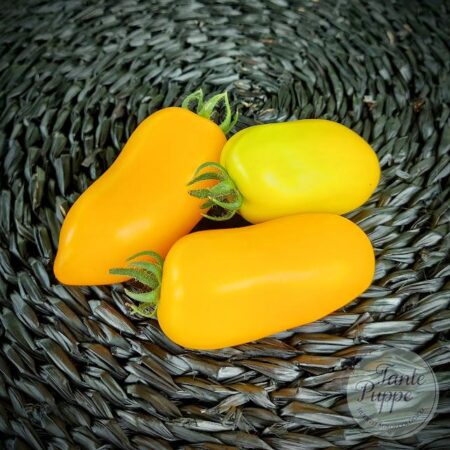 Tomate Goldmine