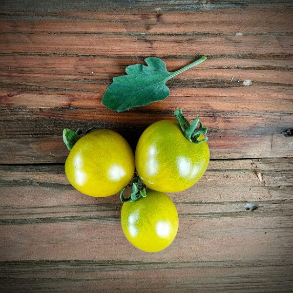Tomate Green Grape