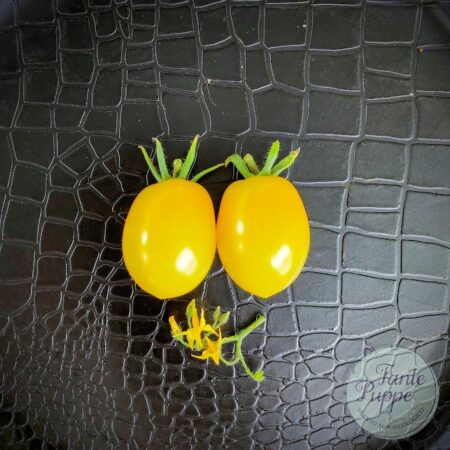 Tomate Indian Moon