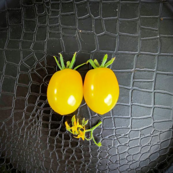 Tomate Indian Moon