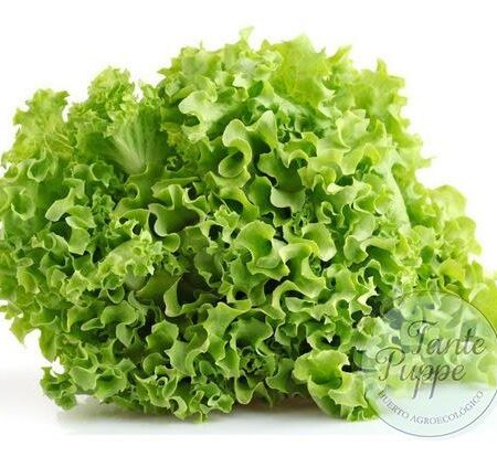 Lechuga grand rapids