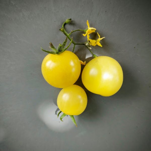 Tomate Napa Chardonnay