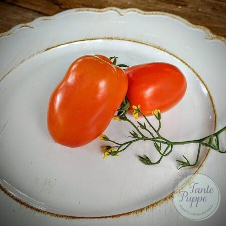 Tomate Pomarola