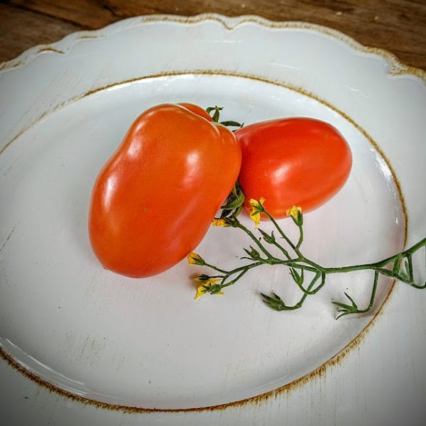 Tomate Pomarola