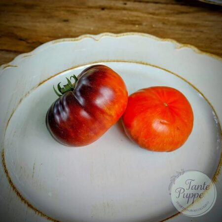 Tomate Red Beauty