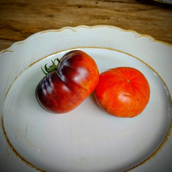 Tomate Red Beauty