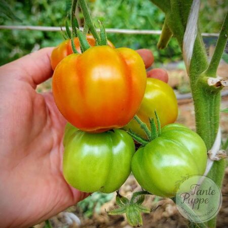 Tomate Red Stuffer