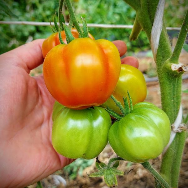 Tomate Red Stuffer