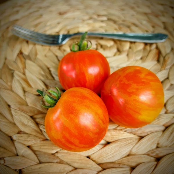 Tomate Red Zebra