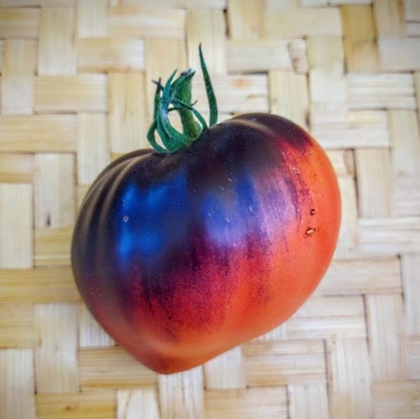 Tomate Sargento pimienta