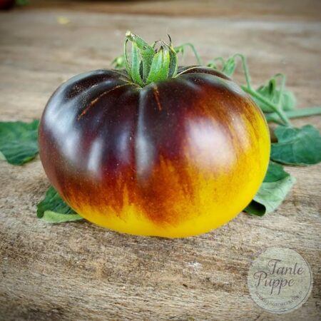 Tomate Sart Roloise