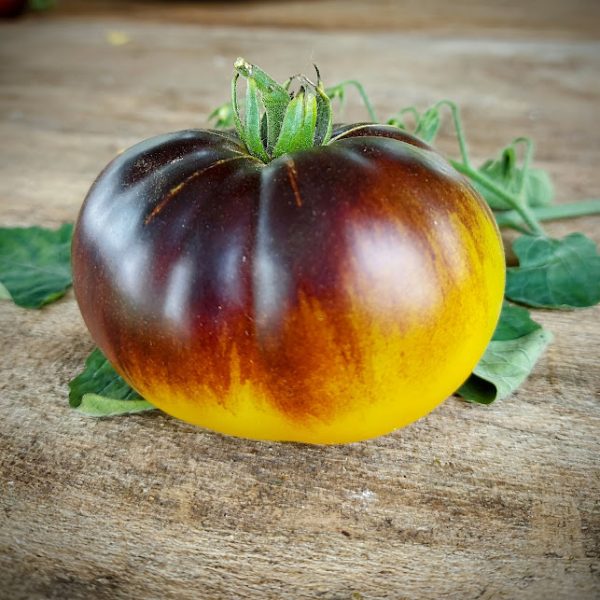 Tomate Sart Roloise