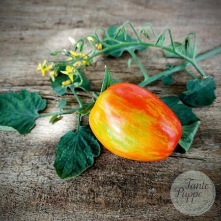 Tomate Striped Roma