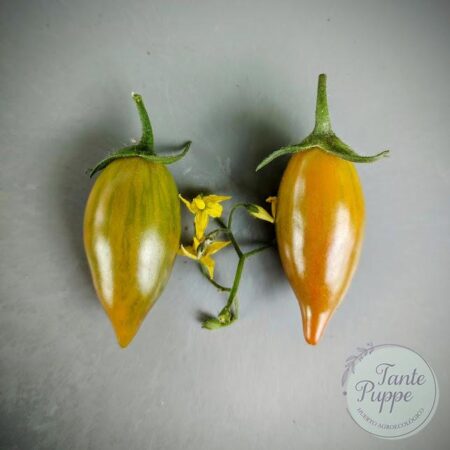 Tomate Tamarindo multicolor
