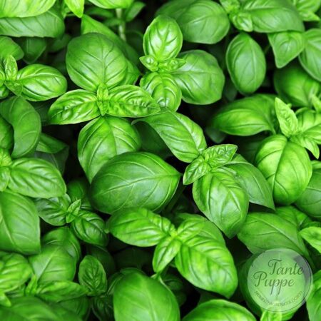 Semillas de Albahaca Genovesa