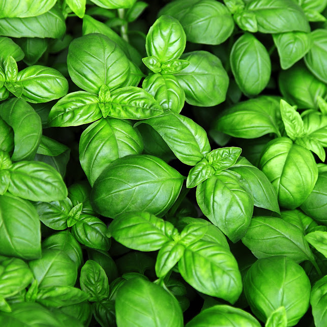 semillas albahaca Semillas de Albahaca Genovesa