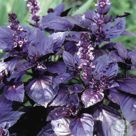 Albahaca morada