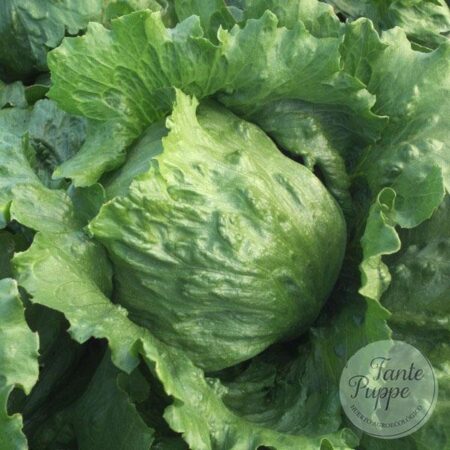 Lechuga Escarola