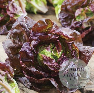 Lechuga Morada 4 estaciones