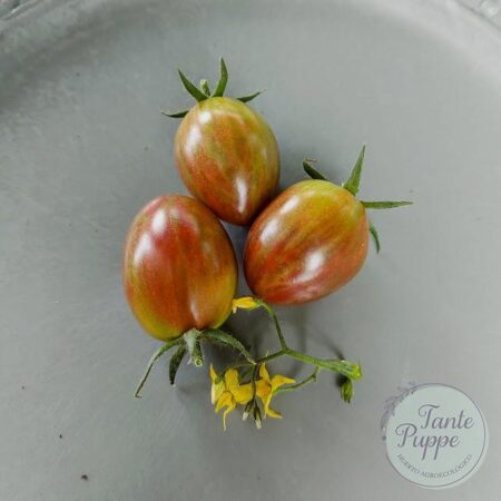 Tomate Uva Purple