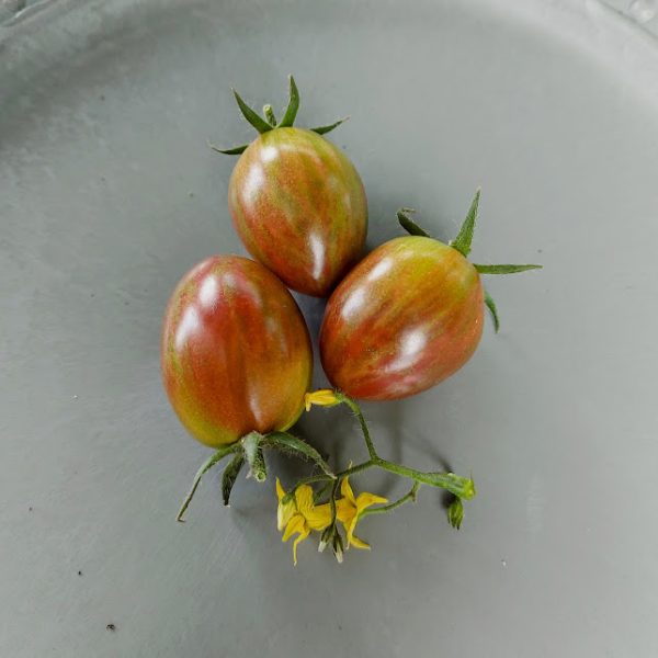 Tomate Uva Purple