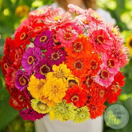 Zinnias mix