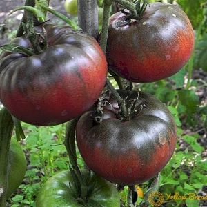 Tomate Black Krim