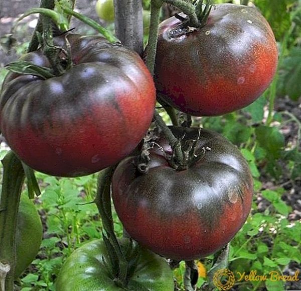 Tomate Black Krim