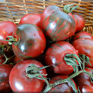 Tomate Black Vernissage