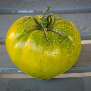 Tomate Bolotto Pantano