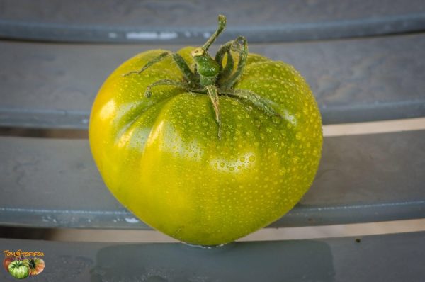 Tomate Bolotto Pantano