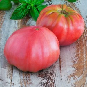 Tomate Brandywine